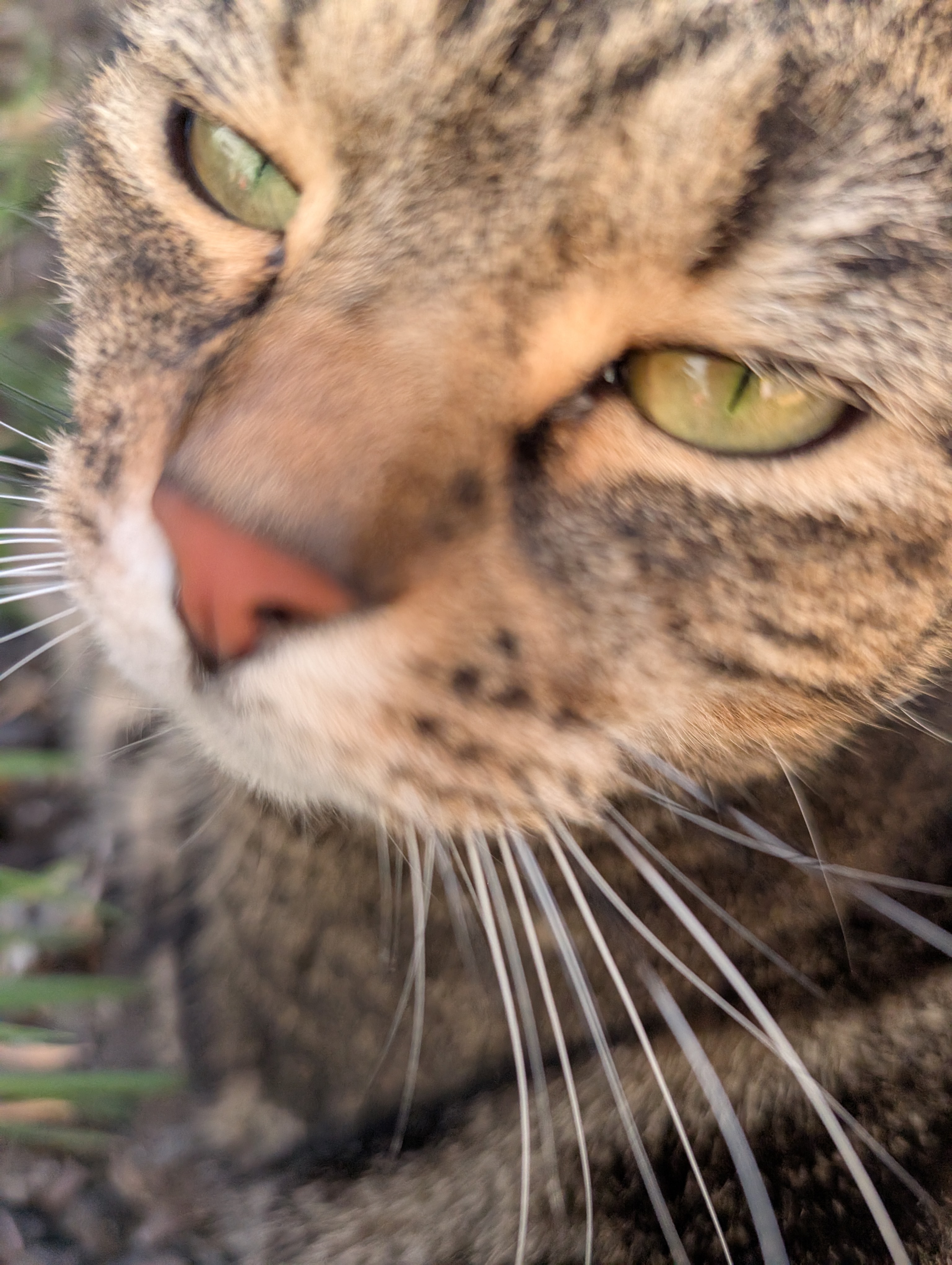 A tabby cat very close up to the camera, whiskers covering a large portion of the frame, looking tired and neutral