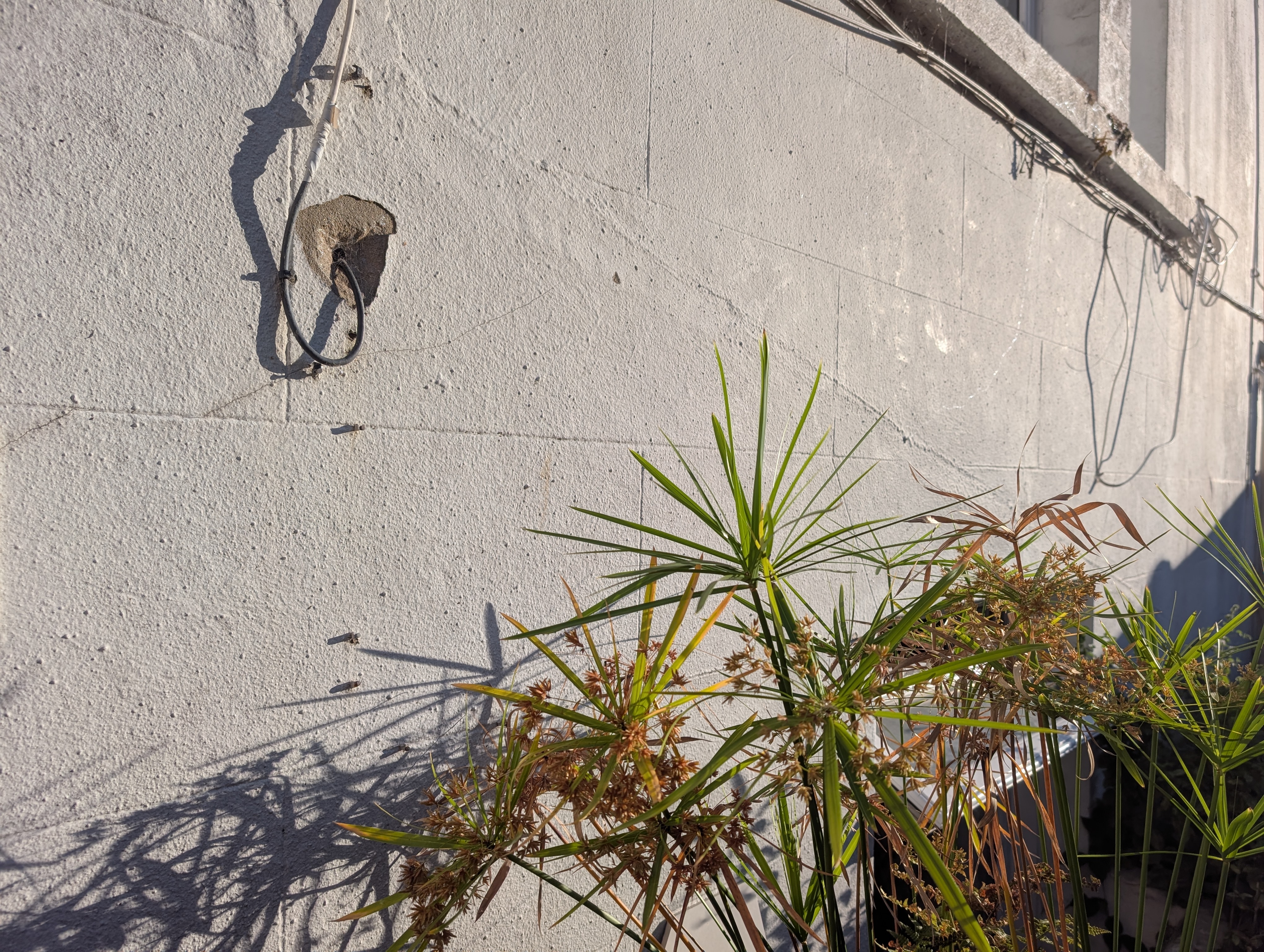 A painted concrete wall, with flowers standing infront of it. It seems as if its sunset, yet the sun is still high in the sky